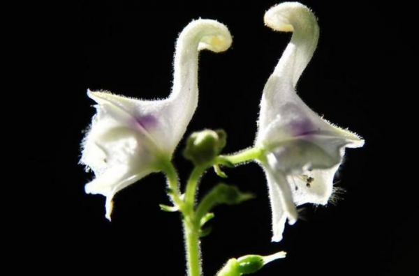 這4種植物一身臭味,觀賞價值卻極高,雖然不常見,但特別驚豔 這4種植物一身臭味,觀賞價值卻極高,雖然不常見,但特別驚豔