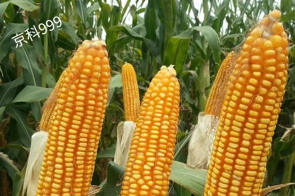 “京科999”畝產2325.4斤，再破北京高產記錄，適合黃淮海種植