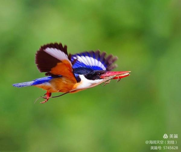 自然界中最美的鳥兒之一藍翡翠