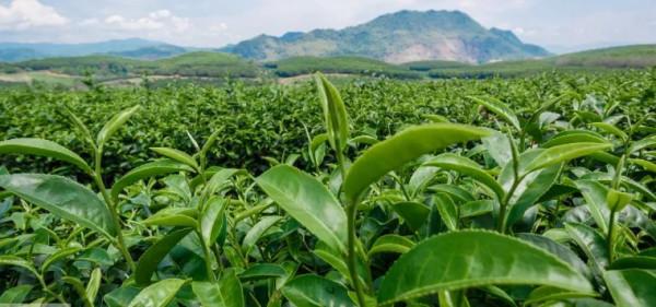 喝熱茶的季節到啦,紅茶、綠茶、黃茶、白茶分別用什麼水沖泡? 喝熱茶的季節到啦,紅茶、綠茶、黃茶、白茶分別用什麼水沖泡?