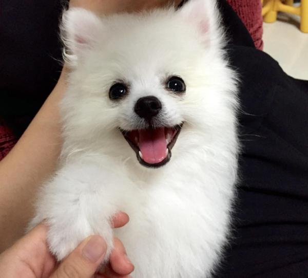 “粘人指數”五顆星的幾種狗狗,堪稱跟屁蟲 “粘人指數”五顆星的幾種狗狗,堪稱跟屁蟲