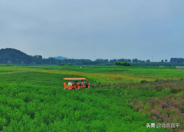 昌平千畝花海，美出畫！還等啥，快來成為“畫中人”！