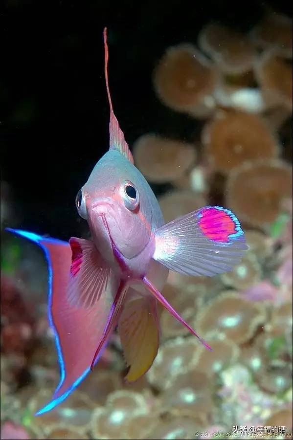 全世界最，最美的魚、最罕見的鳥，集齊了！大開眼界