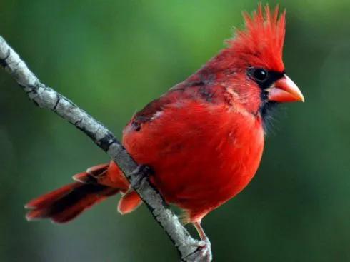 100幅美麗的鳥圖欣賞