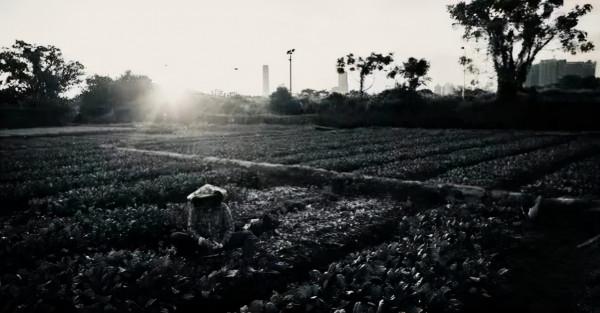 你知道嗎?深圳曾有4000畝地在香港 你知道嗎?深圳曾有4000畝地在香港