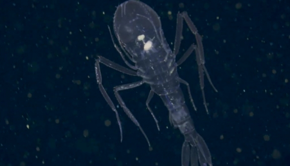 蒙特利灣水族館研究所2021年珍稀深海生物攝影盤點