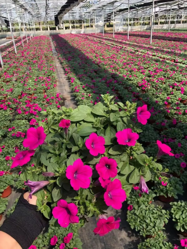 網紅矮牽牛品種介紹：愛慕系列、天空家族系列、花衣系列等