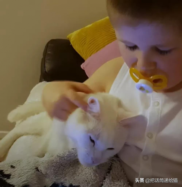 腦癱男孩與他的三腳貓老師:對有些人來說,有貓在就是團圓 腦癱男孩與他的三腳貓老師:對有些人來說,有貓在就是團圓