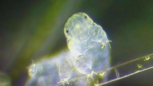 水熊蟲：生命力最頑強的動物，或許只有太陽停止燃燒它們才會滅絕