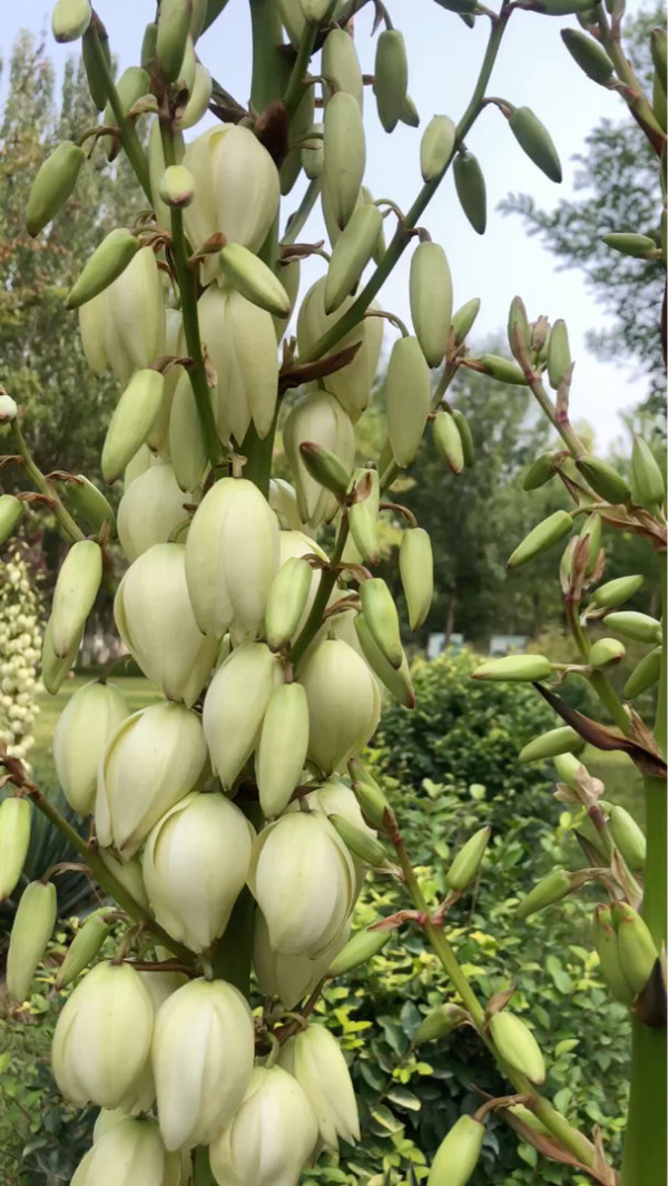 路邊的“扎人花”，原來叫“鳳尾絲蘭”，開花像是一串大蒜