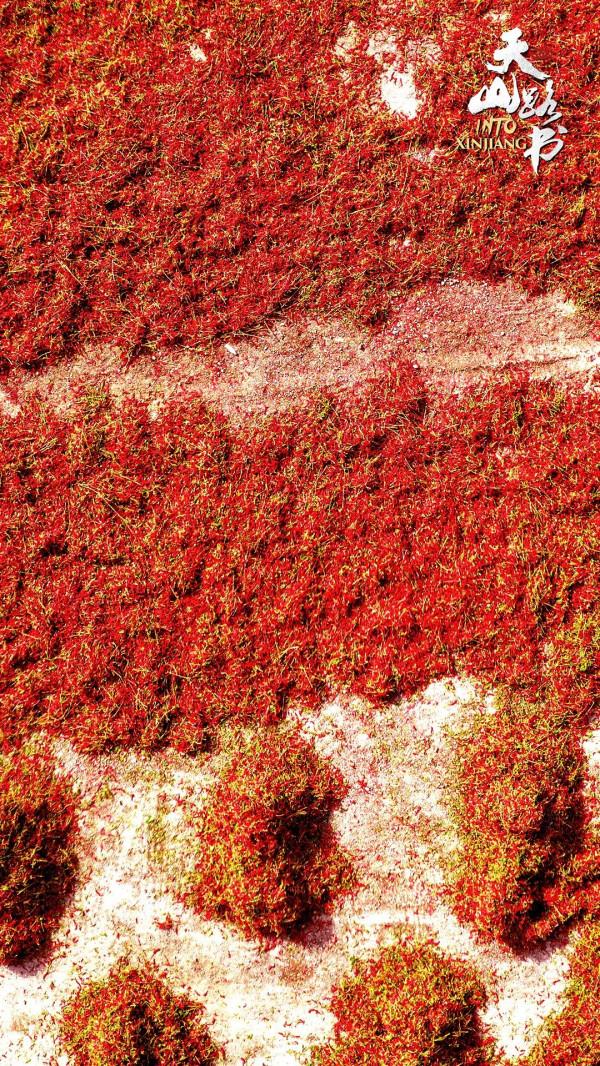 胡楊金、豐收紅、秋實橙……秋日新疆的這些色號,你pick了嗎? 胡楊金、豐收紅、秋實橙……秋日新疆的這些色號,你pick了嗎?