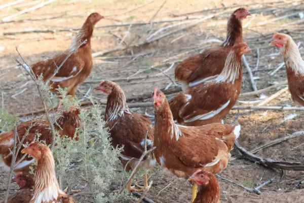 13萬打造6畝新雞場,養雞1千隻,收入未知,養雞人李丹寧決定南下 13萬打造6畝新雞場,養雞1千隻,收入未知,養雞人李丹寧決定南下