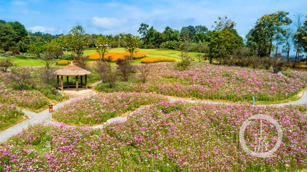 國慶好去處 | 到天坪山 聽聽格桑花開的聲音