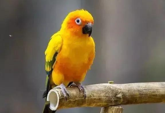 漂亮的愛情鳥---文鳥