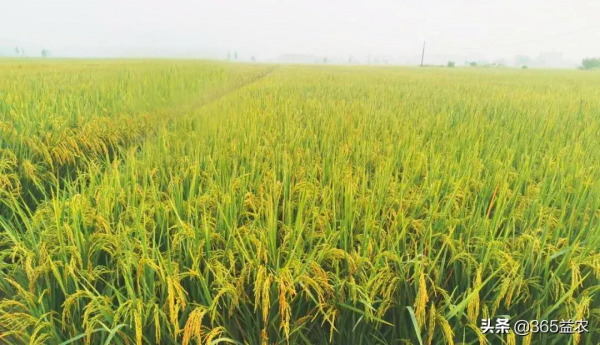 水稻空秕粒嚴重影響產量!五大防治措施千萬不要錯過 水稻空秕粒嚴重影響產量!五大防治措施千萬不要錯過