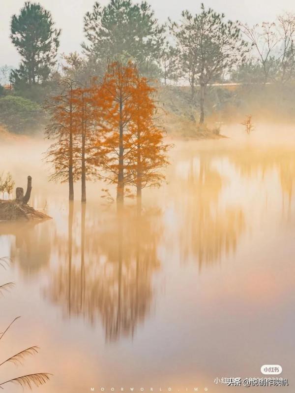 浙江紅杉林景點