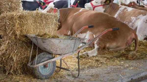 人工育蟲養禽三法