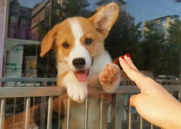 萬萬沒想到，我竟然被一套陶瓷餐具萌化了