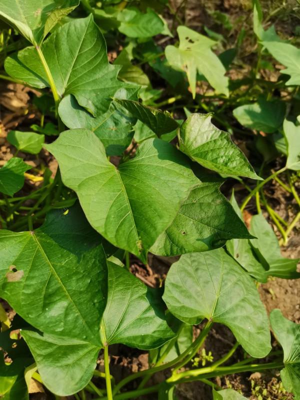 教你用老番薯葉做菜 教你用老番薯葉做菜