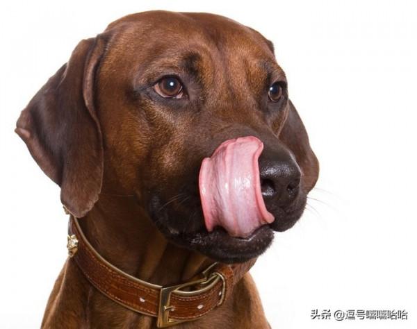 狗狗的這些行為是在告訴你一些資訊 你注意到了嗎？