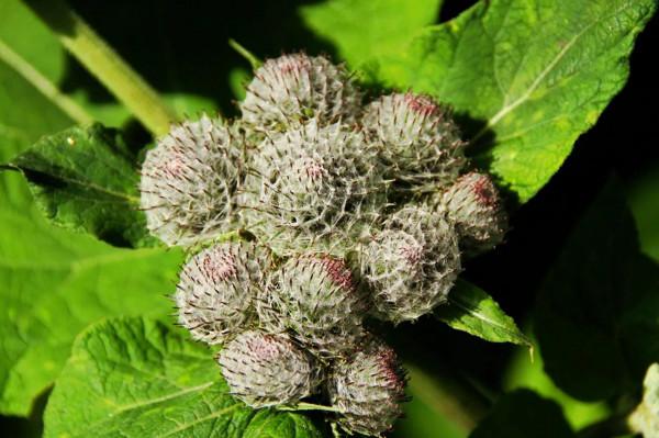 32種罕見的鮮花欣賞