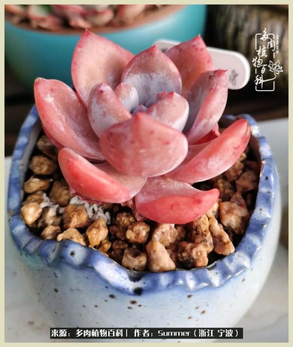 多肉小白2個月成功入坑:有我在,你們就負責變美吧 多肉小白2個月成功入坑:有我在,你們就負責變美吧