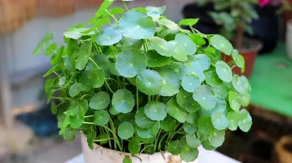 5種花“太貪吃”，不施肥，不換盆，很難養好