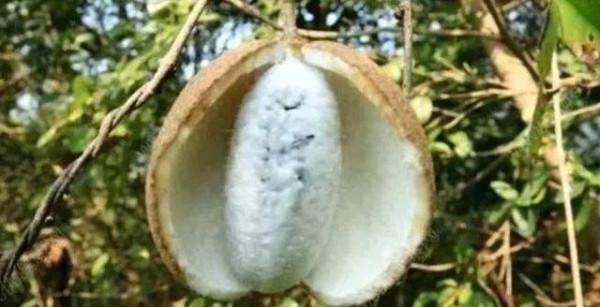 這八種被速生桉種植而將要消失的野果,快來看看,你吃過沒 這八種被速生桉種植而將要消失的野果,快來看看,你吃過沒