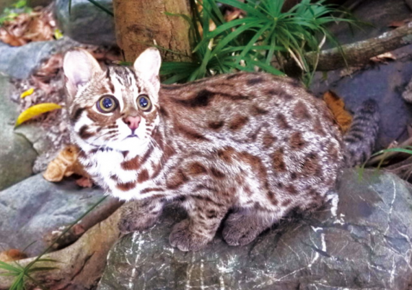 猛獸危險!“石虎”現身廣東,外貌像極家貓,常被人誤當貓咪飼養 猛獸危險!“石虎”現身廣東,外貌像極家貓,常被人誤當貓咪飼養