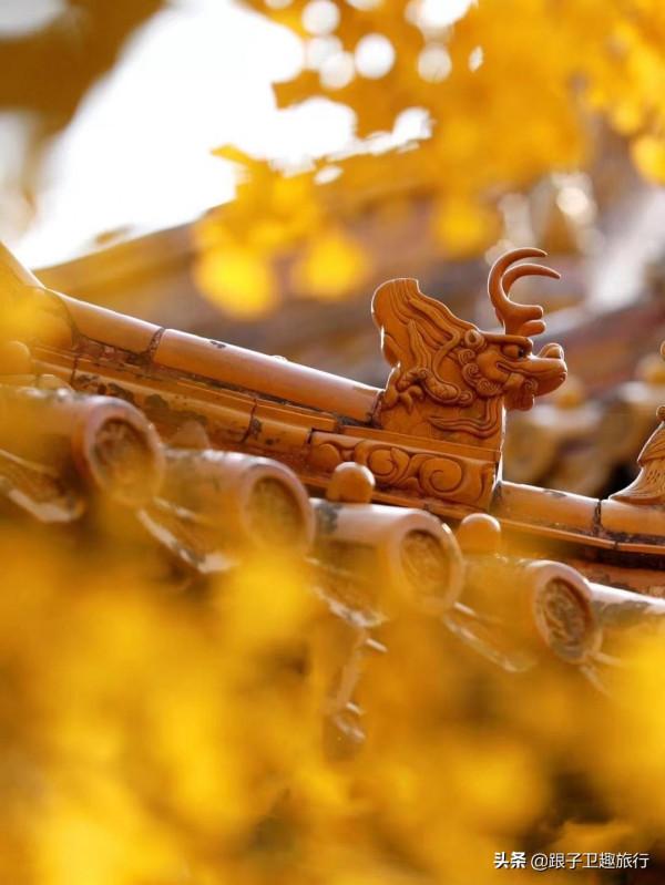北京故宮醉人秋色:6個銀杏拍攝點,拍出這一季的美輪美奐 北京故宮醉人秋色:6個銀杏拍攝點,拍出這一季的美輪美奐