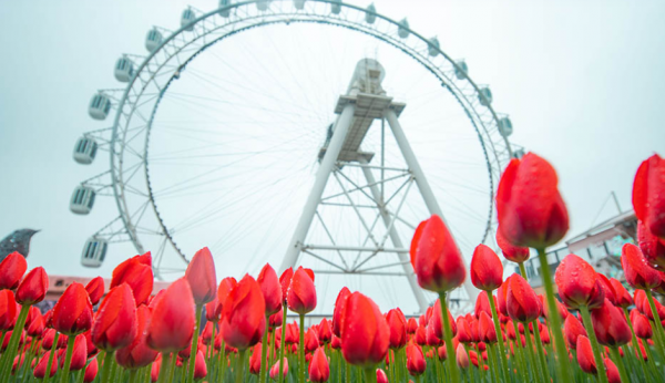 嫌棄養花難，不如就種鬱金香，沾土就活，花開時放屋裡可當薰香