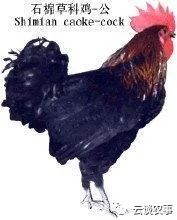 雞的品種與分類&mdash;&mdash;居然有這麼多品種？