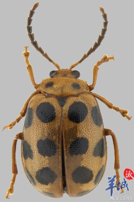 廣州海珠國家溼地公園發現昆蟲新物種