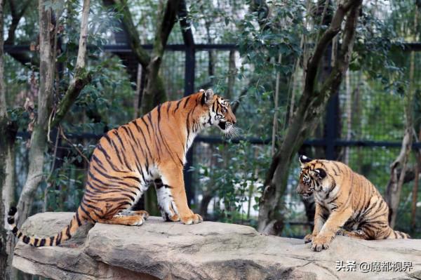 虎頭虎腦 虎虎生威 這波老虎表情包值得擁有