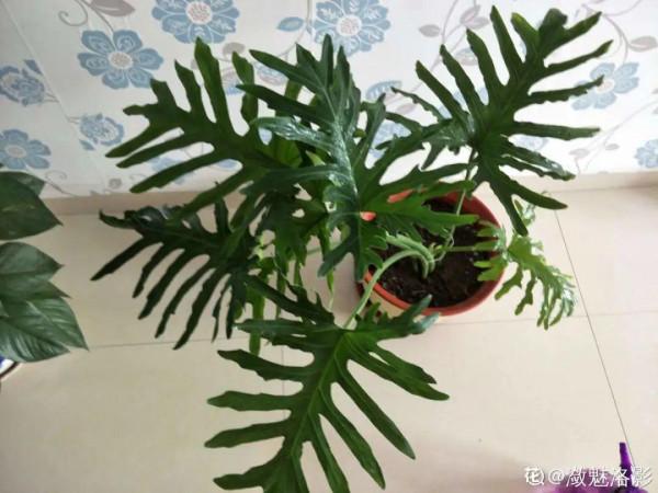 大葉子耐陰花，室內一定養，葉子比臉大，真涼快