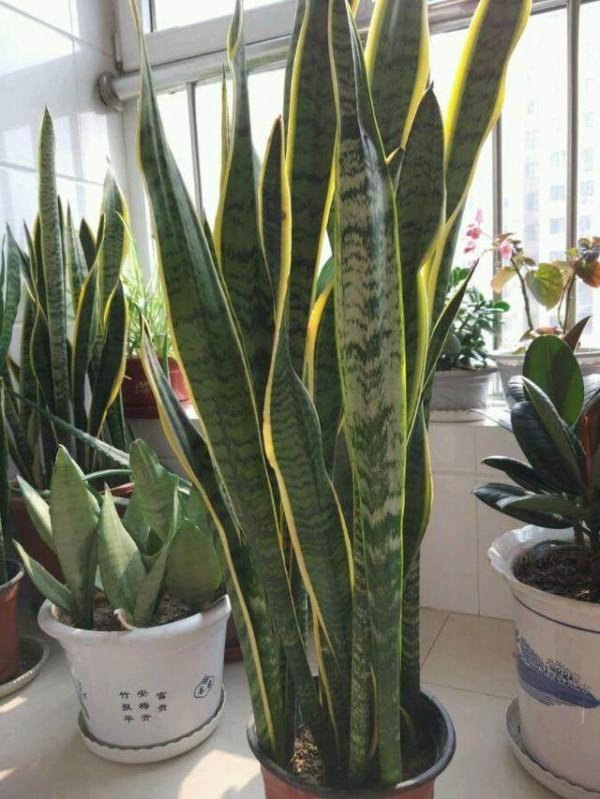 虎皮蘭有“3喜3怕”,做對了,葉片槓槓厚,爆滿小崽子,真好看 虎皮蘭有“3喜3怕”,做對了,葉片槓槓厚,爆滿小崽子,真好看