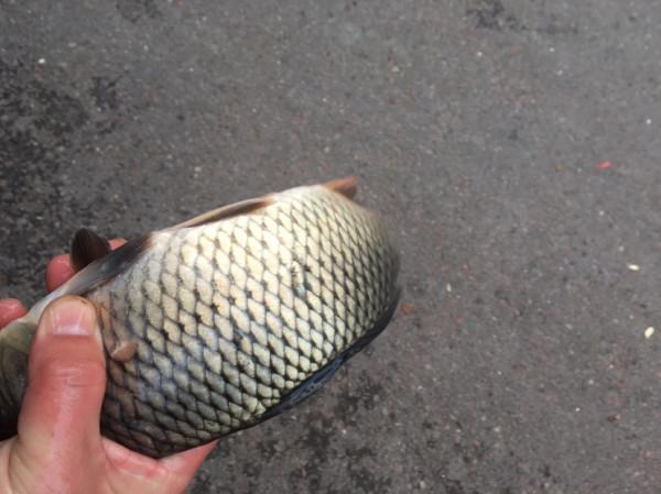 用老婆的菜籃子裝新年的第一&OpenCurlyDoubleQuote;金&rdquo;