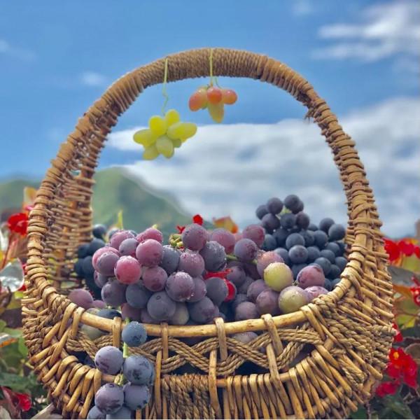 豐收的季節,京郊遊玩樂採摘 豐收的季節,京郊遊玩樂採摘