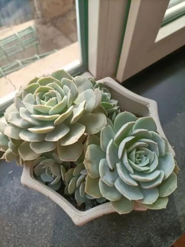 多肉，屬於我的小美好！願所有人的愛好都能被溫柔以待