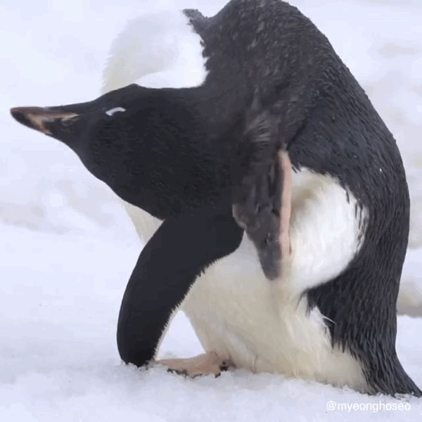 賈玲這張紅毯照太可了