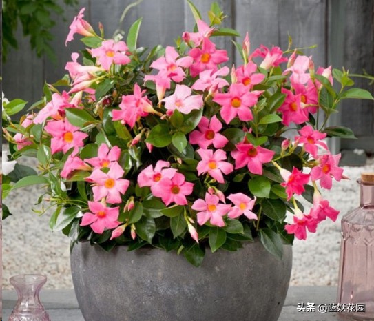 冬肥施的好，開春花量翻一倍，用錯肥爛根死芽，收空盆