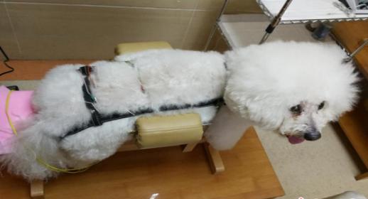 給“貓狗主子”針灸喝中藥？寵物帶火古法中獸醫