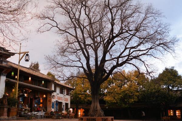 縱然養貓千百種，不養大橘空遺憾 2、和大橘的吻頸之交