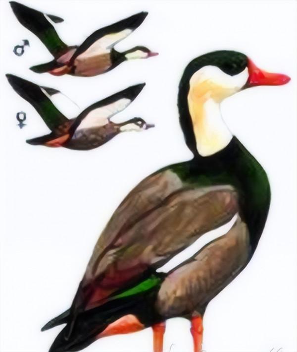 我國永久消失的23種野生動物,僅剩下標本,它們消亡於人類的貪慾 我國永久消失的23種野生動物,僅剩下標本,它們消亡於人類的貪慾