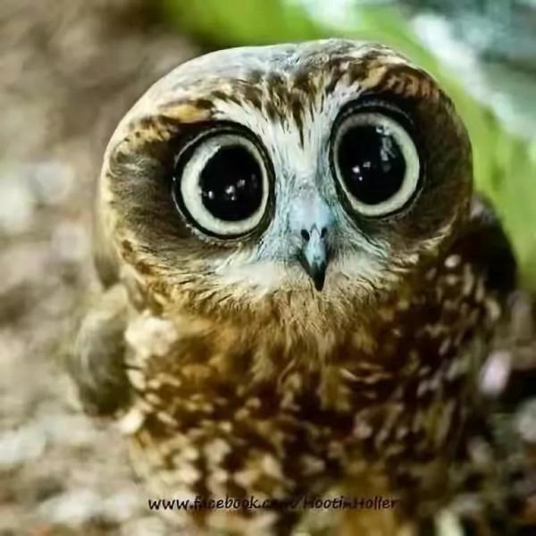 幾十年罕見的鳥，認識兩種算你牛.