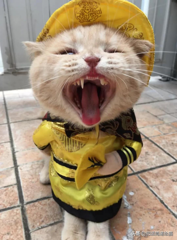 為啥叫貓“主子”？看了他的臉你就明白了