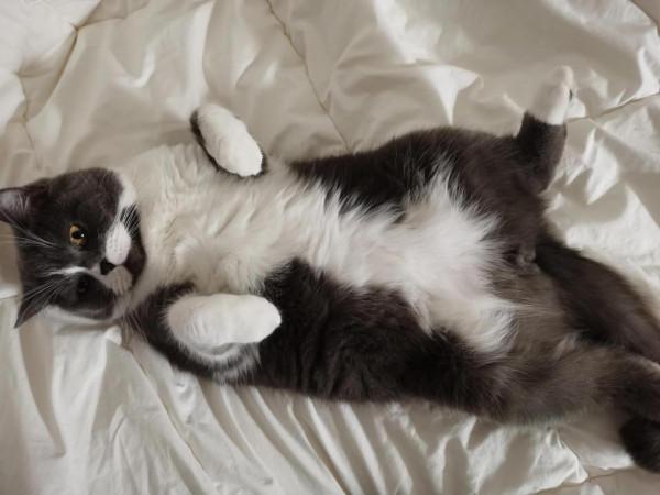 關於小區鄰居都認識我家貓不認識我這件事