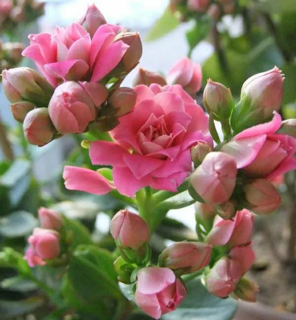 冬日型花卉名單公佈，根據名單養，寒冬開花滿枝頭，春節更喜慶