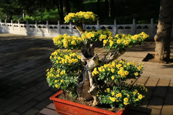 這幾個公園“上新”了，有菊花、蘭花、南瓜、石榴、山楂…