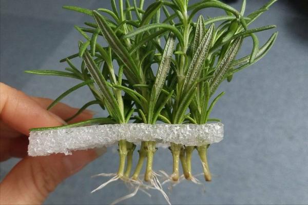 秋天快扦插，10種花不用買，掰個枝子插土裡，嗖嗖生根，成活率高